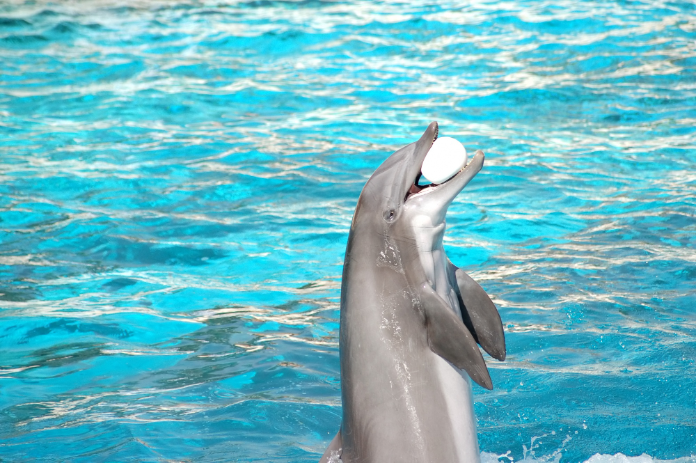Alanya Yunus Gösterisi Sealanya Dolphinpark Tur2